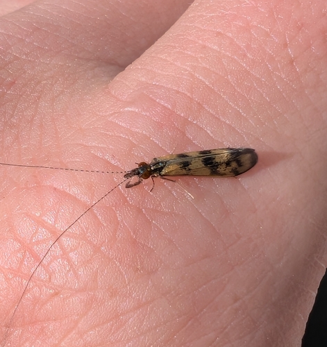 Grousewing Caddisfly