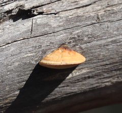 Truncospora ochroleuca