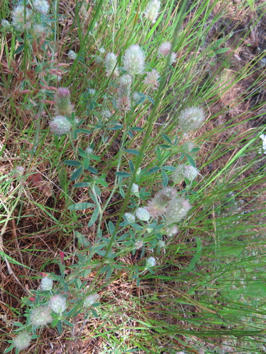 rabbitfoot clover