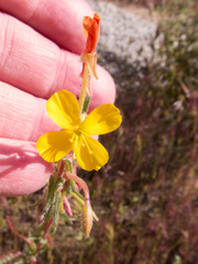 Camissoniopsis confusa