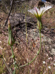Rafinesquia californica