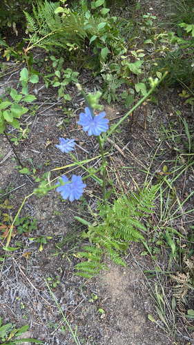 chicory