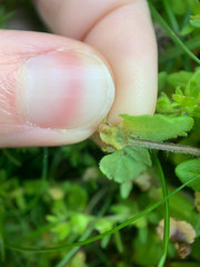 Sorosphaerula veronicae