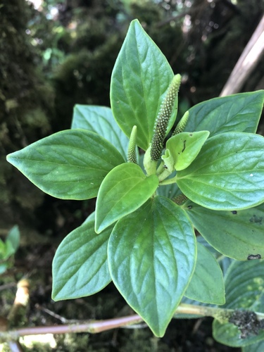 Peperomia macraeana