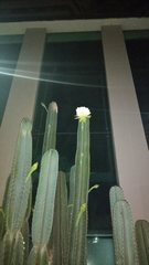Lophocereus