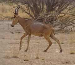 Alcelaphus buselaphus major