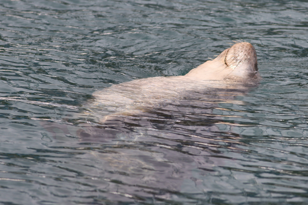 Mediterranean monk seal resting with head raised in water