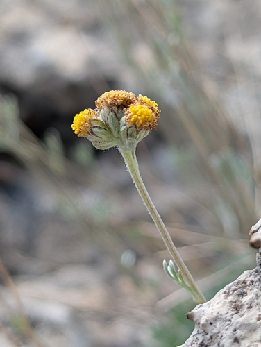 Artemisia glacialis, photograph 1