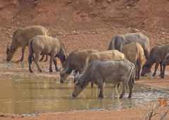 Syncerus caffer brachyceros