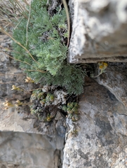 Artemisia glacialis, photograph (c) Denis Bastianelli, some rights reserved (CC BY)