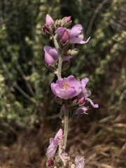 Malacothamnus hallii