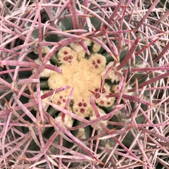 Homalocephala polycephala