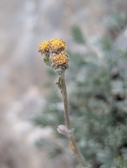 Artemisia glacialis, photograph (c) Denis Bastianelli, some rights reserved (CC BY)