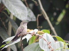 Eupetomena cirrochloris