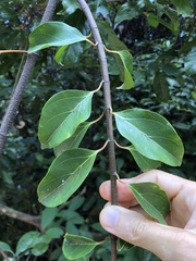 Urceola micrantha