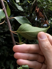 Urceola micrantha