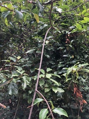 Urceola micrantha