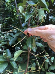 Urceola micrantha