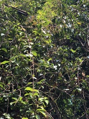 Urceola micrantha