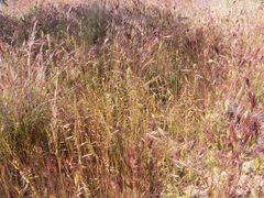 Festuca microstachys