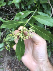 Tarenna attenuata