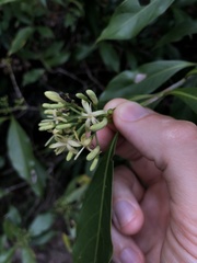Tarenna attenuata