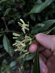 Tarenna attenuata