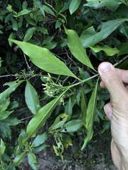 Tarenna attenuata