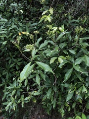 Tarenna attenuata