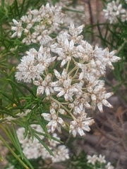 Cassinia laevis