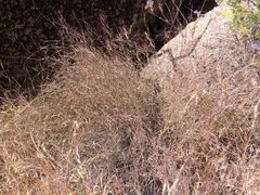 Muhlenbergia porteri