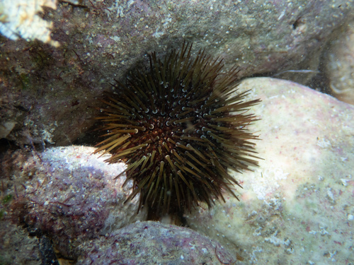 Atlantic Purple Sea Urchin