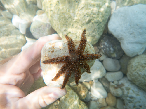 White Sea Star