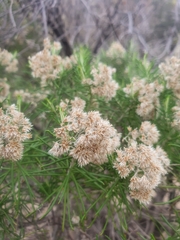 Cassinia laevis
