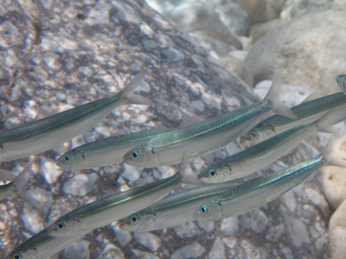 Round Sardinella