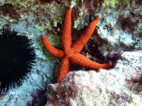 Mediterranean Red Sea Star