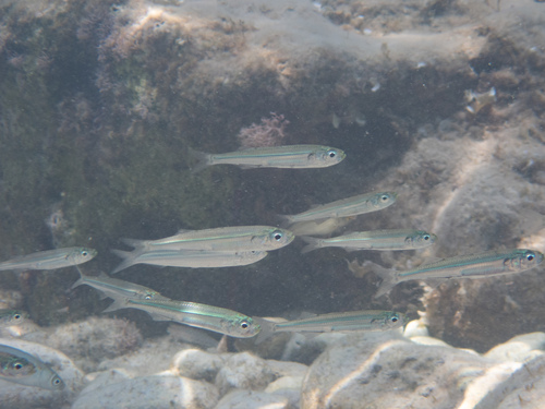 Big-scale Sand Smelt