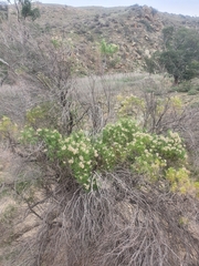 Cassinia laevis
