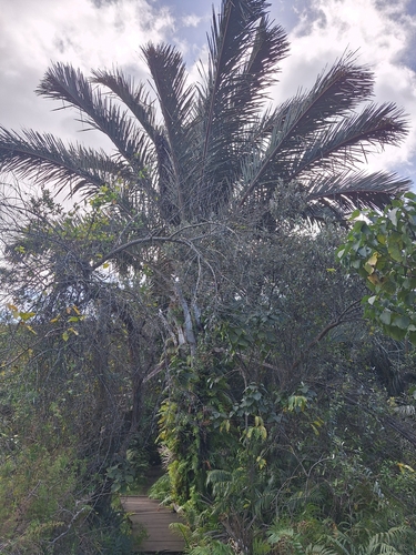 Raphia australis, photograph 5