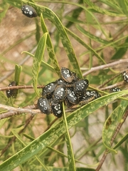 Pseudapines geminata
