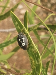 Pseudapines geminata