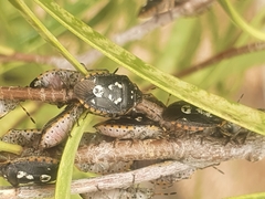 Pseudapines geminata