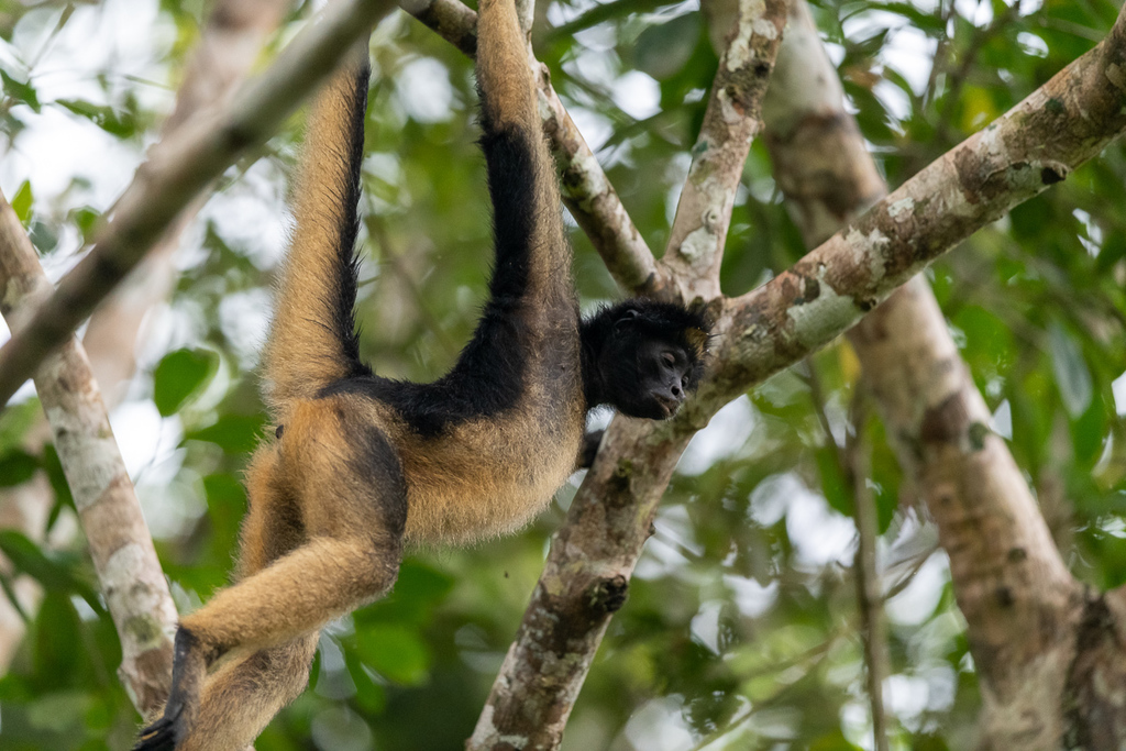 Macaco Aranha Ateles belzebuth fotos - Ache Tudo e Região