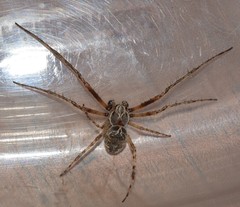 Larinioides sclopetarius