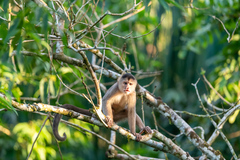 Cebus yuracus
