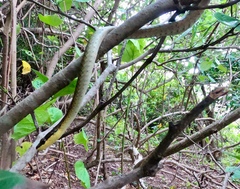 Dendrelaphis calligaster
