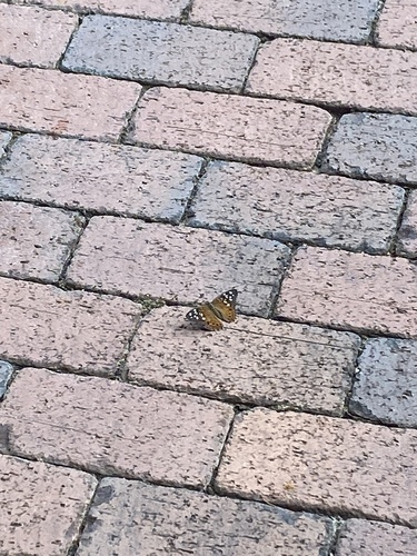 Hackberry Emperor