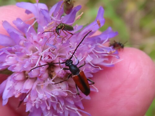 Black-striped Longhorn Beetle