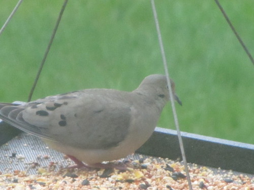 Mourning Dove photographed in Oregon