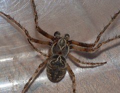 Larinioides sclopetarius